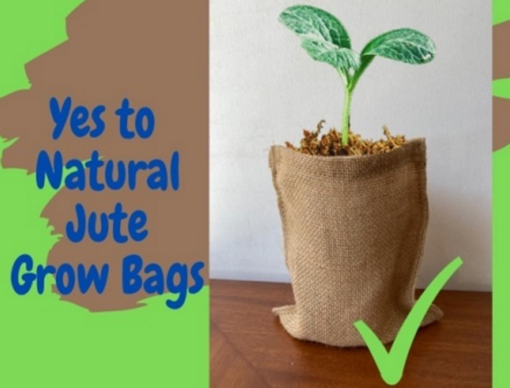 Growing plants in online jute bags